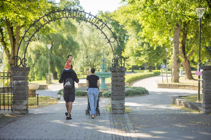 Träd ger skugga, renar luften, förbättrar hälsan och skapar hem för många smådjur. De gör helt enkelt staden grönare, skönare och bättre att leva i. Foto: Lilla produktionsbolaget.
