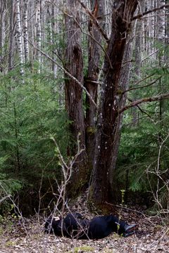 Eija-Liisa Ahtila, Reflection of a Forest 2025, Yinsuo with Black tree portrait. Photo: Liisa Takala.