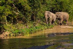 Elefanter i reservat i Thailand. Foto: World Animal Protection Sverige.