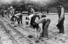 Plantering av potatis under andra världskriget. Flera av våra stora parker och de flesta kolonilotter odlades upp hösten 1917.