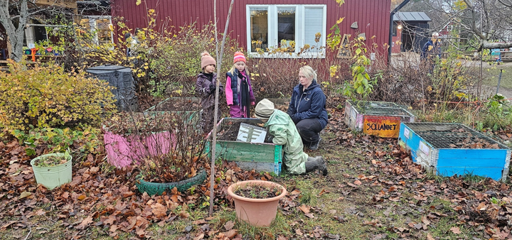 Barnen på Pysslingen Lövhagen Förskola gör iordning vinterodlingen