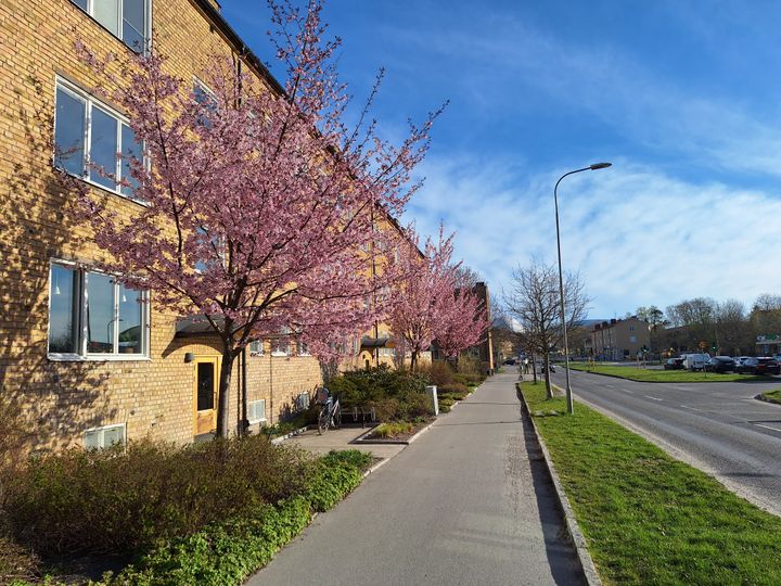 Gatuvy med flerbostadshus, körsbärtsträd, cykelväg och blå himmel