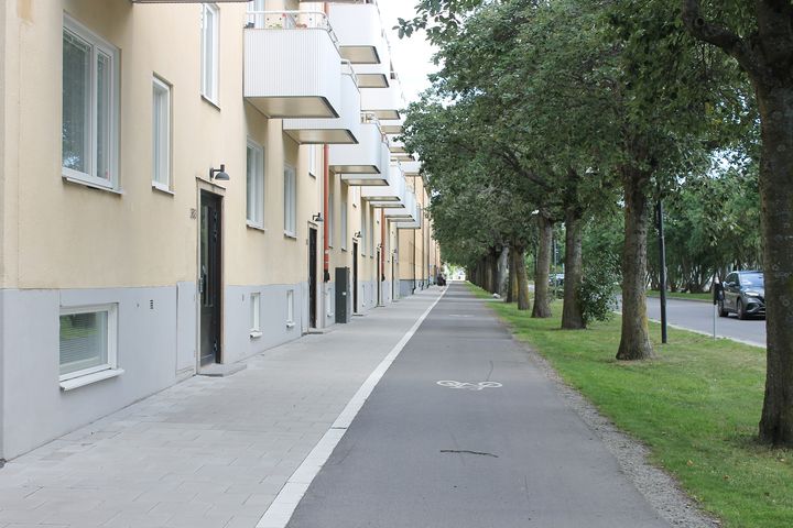 Flerbostadshus, cykelbana och trädallé i juni