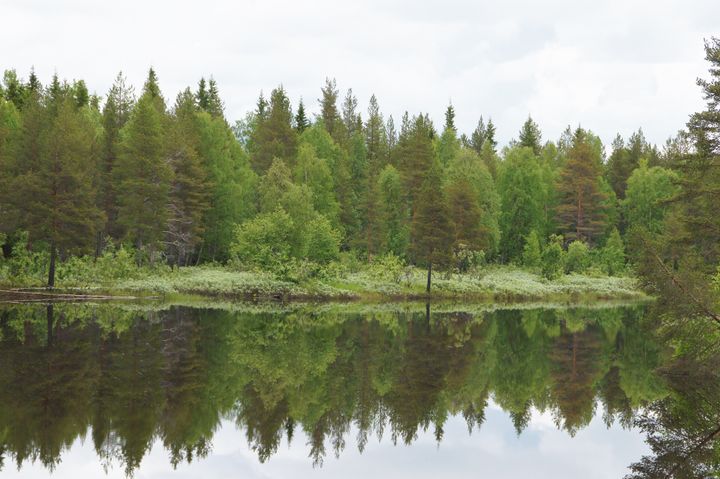 Skog och vatten