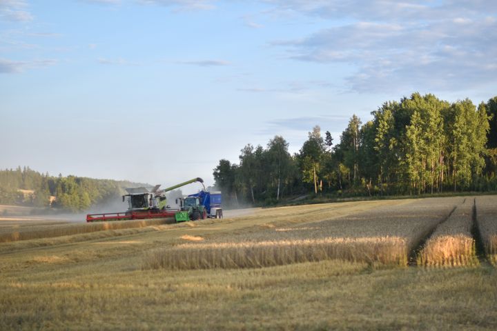 Skörd i Västmanland 2024