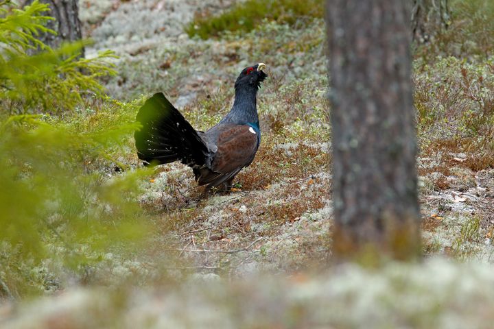 Tjäder i skog