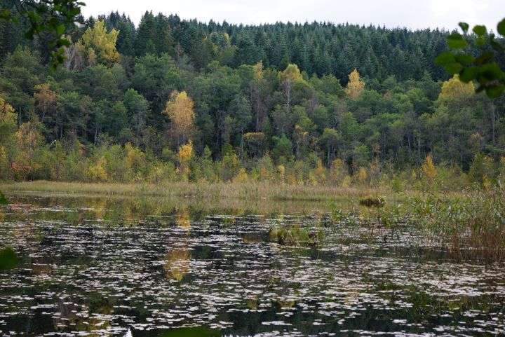 Vattendrag som ökar den biologiska mångfalden, stärker beredskapen och skapar renare vatten