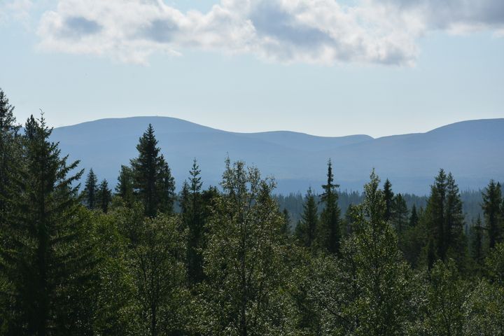 "LRF välkomnar JKs nya inriktning då den stärker rättssäkerheten och tydliggör statens ansvar”. Säger Magnus Kindbom, talesperson i renmarksfrågor på LRF