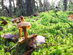 ”Problemet är sällan en enskild besökare, utan den samlade belastningen. Om vi vill behålla allemansrätten långsiktigt måste den användas på rätt sätt”. Säger Katarina Wolf.