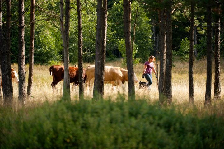 Välkommen till LRF Skogsägarnas presswebbinarium onsdag 28 oktober kl. 08.30 – 09.00 på Teams. Där granskar vi underlaget bakom bilden av den biologiska mångfalden i skogen och ställer frågan: Kan vi verkligen lita på att Sverige missar miljömålet Levande skogar?