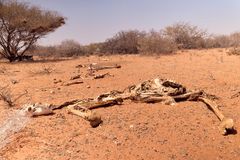 Nomadiserande boskapsskötsel är ryggraden i den somaliska ekonomin och försörjer mer än 60 procent av befolkningen. Nu kollapsar den under tyngden av upprepade klimatchocker.