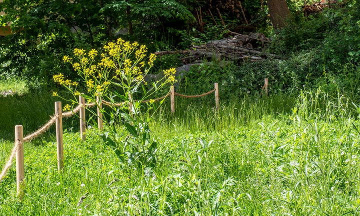 Bild på grön ängsyta