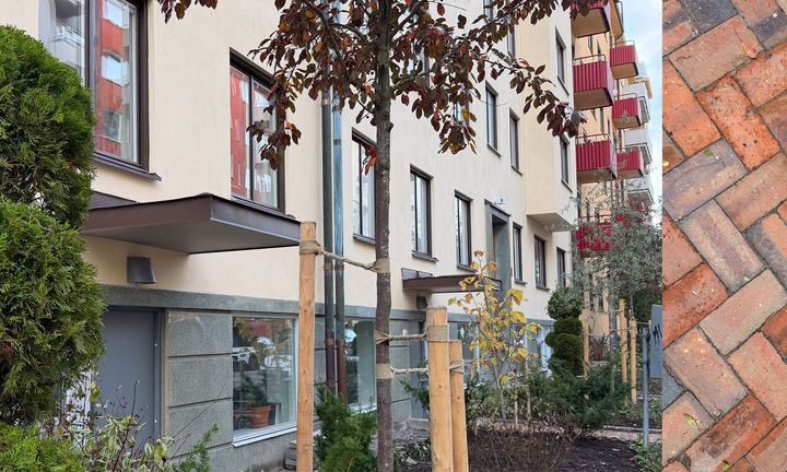 Träd och växter på Slipgatan