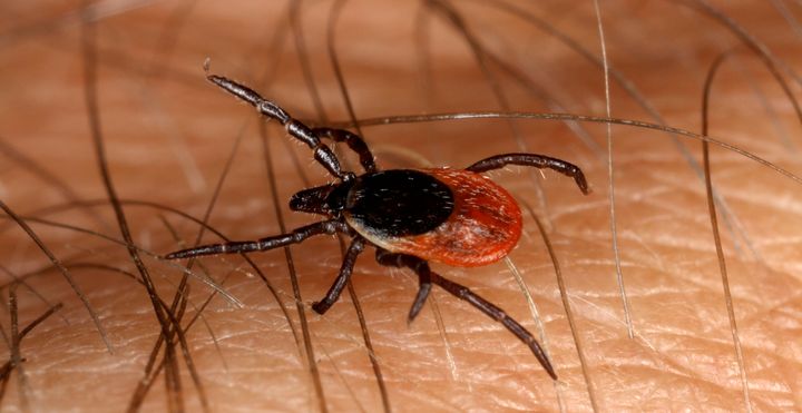 Många patienter lider av långdragna och komplexa besvär, där misstanke ibland finns att det kan röra sig om borrelia och/eller annan vektorburen infektion. För tio år sedan inrättades en särskild utredningsmottagning för dessa patienter på Akademiska sjukhuset. Nu blir verksamheten formellt ett expertcentrum enligt sjukhusets nya etablerade definition.