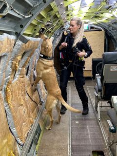 Ranger är Tullverkets första renodlade sedelhund. Här tränar han sök tillsammans med tullinspektör Susanna. Foto: Tullverket.