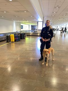 Tullverkets första renodlade sedelhund heter Ranger och arbetar tillsammans med sin hundförare Susanna på Arlanda flygplats. Foto: Tullverket.