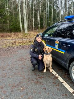 Tullverkets första renodlade sedelhund heter Ranger och är en gyllengul labrador retriever. Här syns Ranger tillsammans med hundföraren Susanna. Foto: Tullverket.