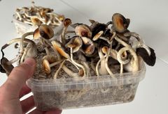 Beslagtaget odlingskit med narkotiska svampar.