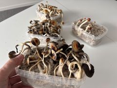 Beslagtagna odlingskit med narkotiska svampar.