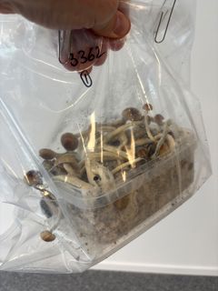 Odlingskit där svamparna har börjat växa.