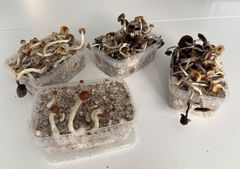 Fyra beslagtagna odlingskit med narkotiska svampar