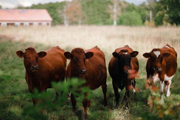 Tillökning i Arlafamiljen. Kooperativet växer med cirka 1 100 mjölkande kor. Foto: Arla