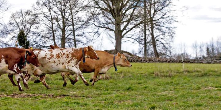 Rapporten ”Mjölkens betydelse för svensk beredskap” diskuterades under förmiddagen vid ett rundabordssamtal med företrädare från myndigheter, organisationer och företag. Foto: Arla