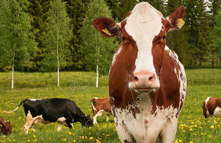 Svenska Arlabönder får 23,66 öre per kilo mjölk i efterlikvid. Foto Arla.