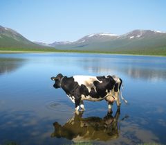 Ko i Matsdal, Västerbotten. Norrmejerier. Foto: Solweig Benediktsson
