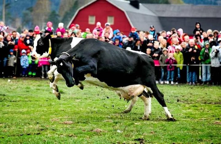 Arla har arrangerat publika kosläpp sedan 2005. Foto: Arla.