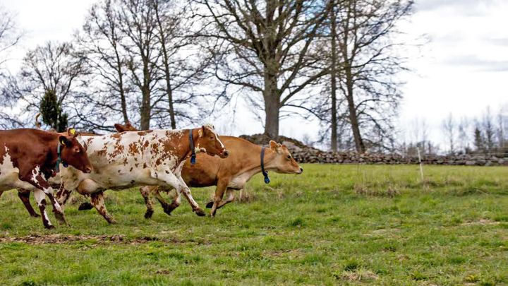 Flera företag och lantbrukare står nu redo att växla upp. Vi vill och kan öka produktionen av svenska råvaror, mat och dryck, skriver debattörerna. Foto: Arla