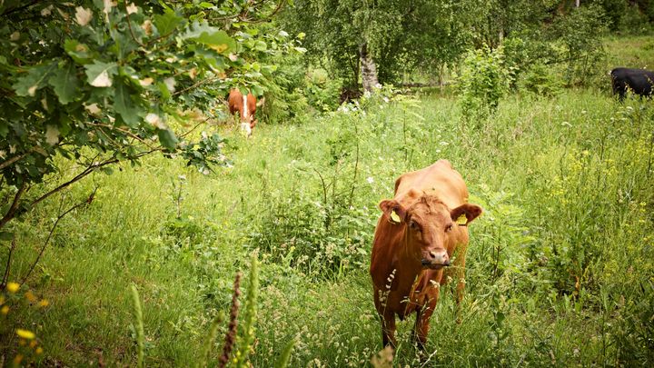 Små justeringar på gårdsnivå kan göra stor skillnad över tid. Foto: Arla