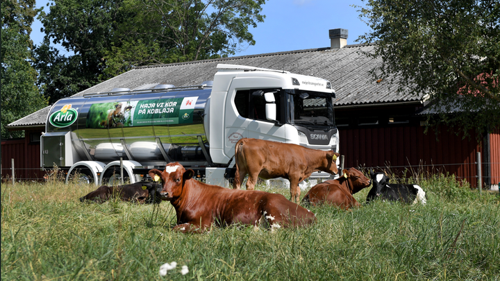 De globala mejerimarknaderna är fortsatt stabila, även om osäkerheten kring det geopolitiska läget i Mellanöstern kvarstår. Foto: Arla