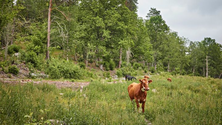 Tillämpad forskning skapar förutsättningar för en konkurrenskraftig och hållbar svensk mjölkproduktion. Foto: Arla