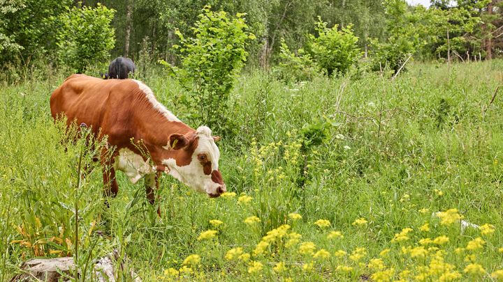 Naturbetesmarker hör till Sveriges mest artrika miljöer. När de växer igen försvinner viktiga livsmiljöer för växter, insekter och fåglar. Foto: Arla
