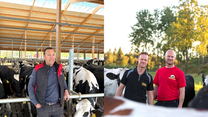 Johan Ocklind på Kårtorp Säteri i Götene (vänster) samt bröderna Tobias och Kristoffer Kullingsjö på Kullingsjö Lantbruk i Vårgårda (höger).