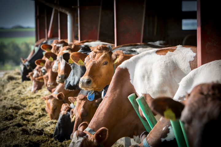 Uppdateringen ska ge fler bönder möjlighet att ta nästa steg i hållbarhetsarbetet, oavsett gårdens storlek eller förutsättningar. Foto: Arla