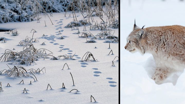 Alla kan hjälpa till att inventera rovdjur. Allt som behövs är en gratisapp från Skandobs.