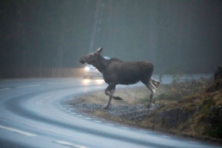 Viltolyckorna fördubblas under den mörka årstiden, vilket framgår av statitisk från Nationella Viltolycksrådet. Foto Mostphotos/ Sirpa Ukura