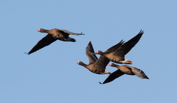 Fjällgässen flyttar normalt mellan Norrbotten och Nederländerna. I år dök överraskande en flock fjällgäss upp i England. Foto Niklas Liljebäck