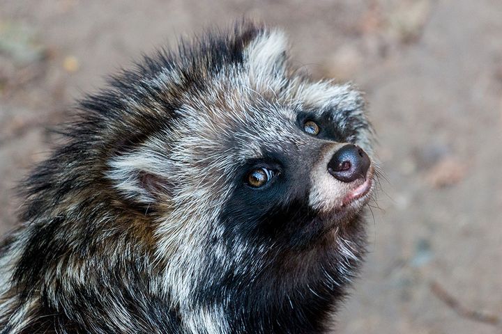 Mårdhunden är en invasiv art som hotar den biologiska mångfalden i Sverige. Foto Mostphotos (får ej användas utan tillstånd)