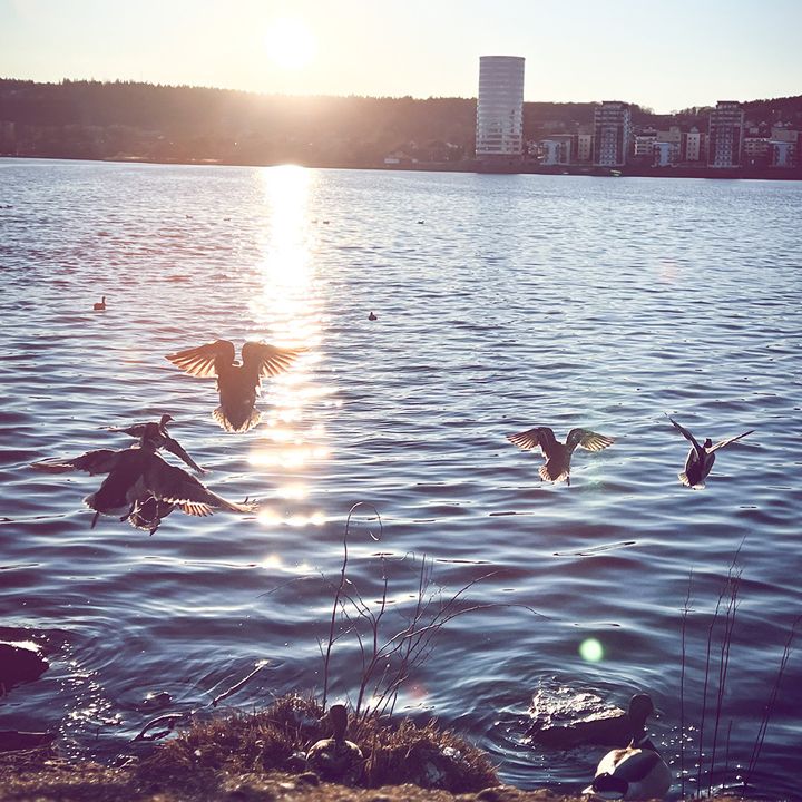 Vatten i solnedgången. En byggnad syns i horisonten och fåglar flyger över vattenytan.