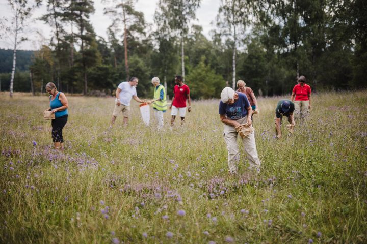 Naturskyddsföreningen i Halmstad samlar in fröer. Foto: Världens längsta blomsteräng