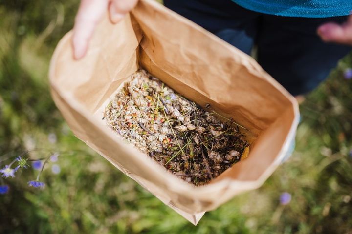 Att samla in och så fröer från lokala växter gynnar den biologiska mångfalden. Foto: Emilia Dalén.