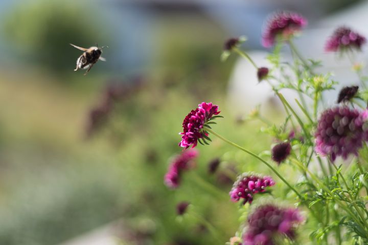 Fröblandningar som sägs gynna pollinatörer kan tvärtom bli ett hot mot dem visar ny granskning.