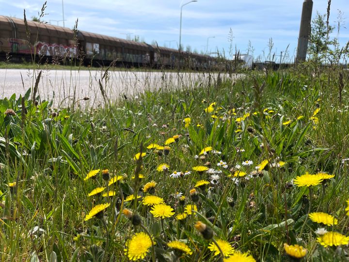 Malmö har fått vägkanterna i staden att spira.