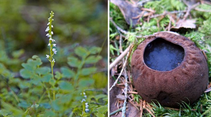 Orkidén knärot och svampen bombmurkla är två av de många arter som kan förlora sitt skydd.