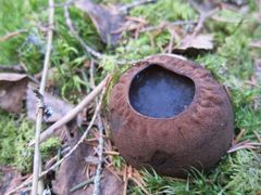 Bombmurklan är en av de arter som kan förlora sitt skydd.