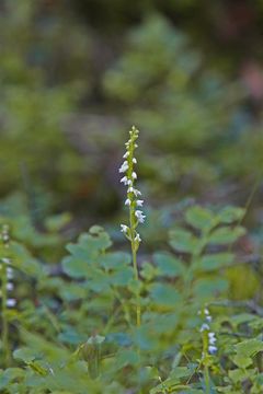 Knäroten är en av de arter som kan förlora sitt skydd.