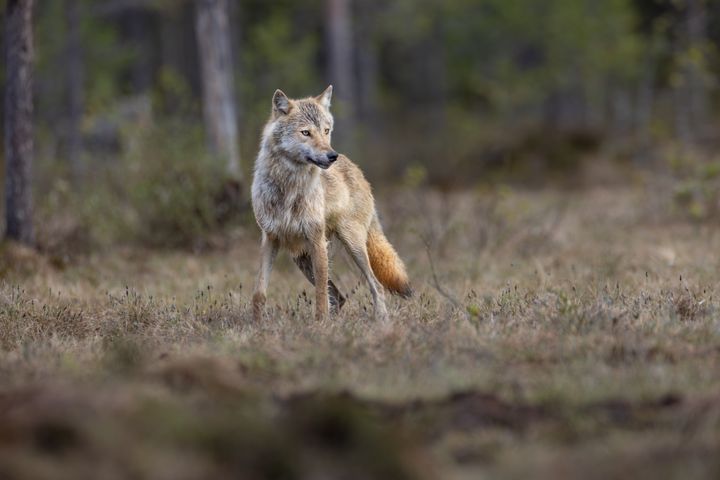 Vargjakten pågår 2 januari till 15 februari 2026.